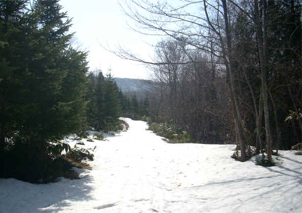 雪に埋まった林道を進む